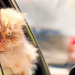 8 choses que votre chat déteste