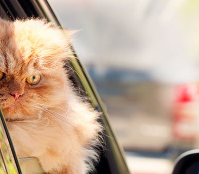 8 choses que les chats détestent