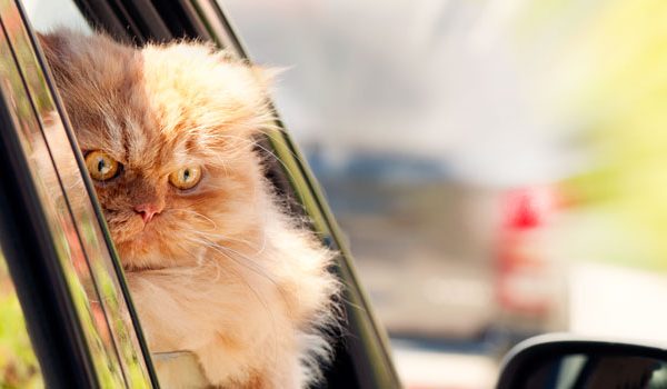 8 choses que votre chat déteste