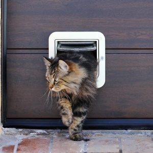 Habituer son chat à utiliser sa chatière