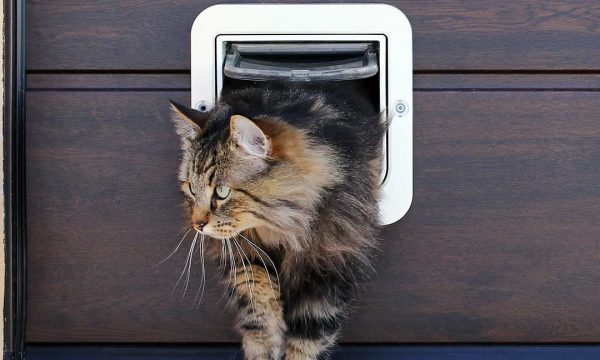 Habituer son chat à utiliser sa chatière