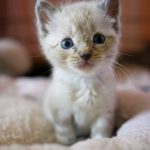 Comment apprendre la propreté à un chat ou un chaton ?