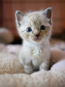 Comment apprendre la propreté à un chat ou un chaton ?