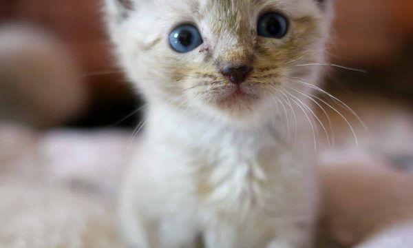 Comment apprendre la propreté à un chat ou un chaton ?