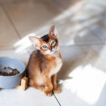 Comment nourrir un chaton à la maison ?