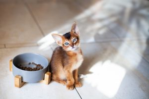 Comment nourrir un chaton à la maison ?