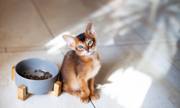 Comment nourrir un chaton à la maison ?