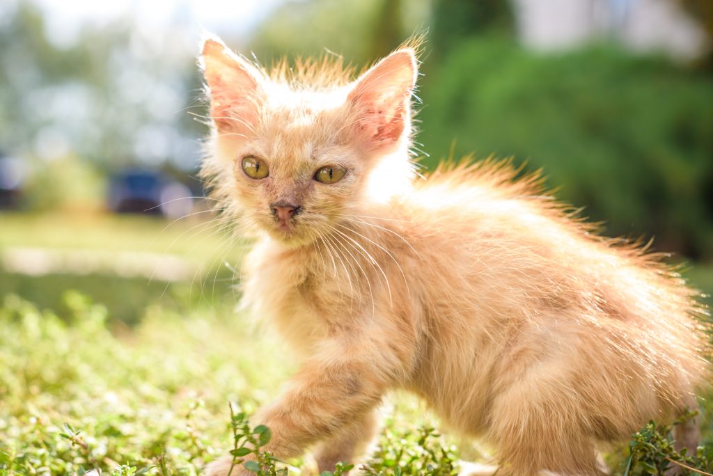 Chaton atteint du coryza