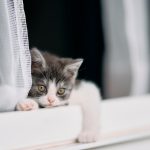 Laisser son chaton sortir pour la première fois