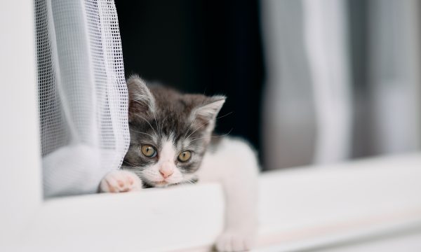Laisser son chaton sortir pour la première fois