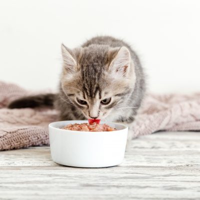 Croquettes pour chaton : comment faire le bon choix ?