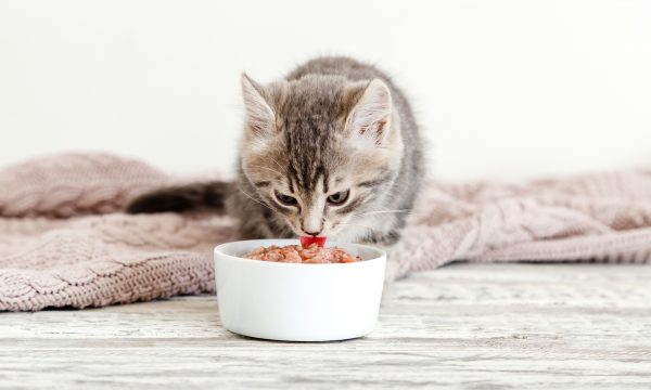 Quelles croquettes choisir pour un chaton ?