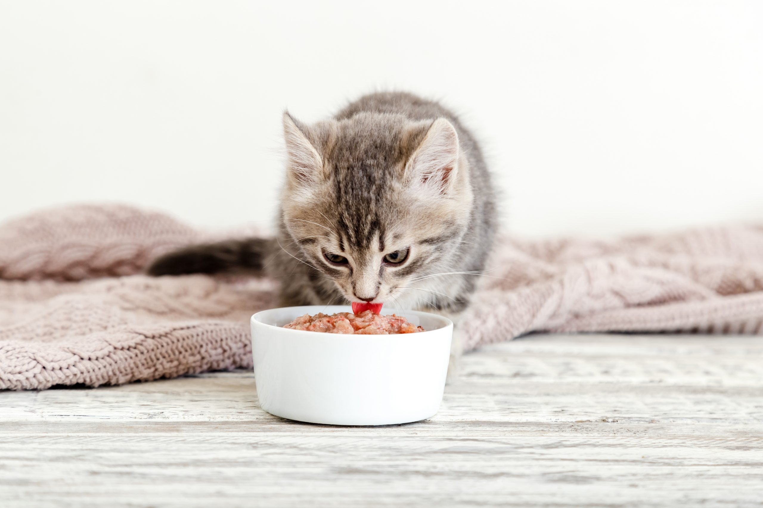 Quelles croquettes choisir pour un chaton