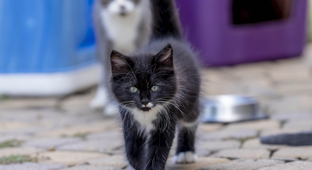 Guide pour choisir les meilleures croquettes pour chaton