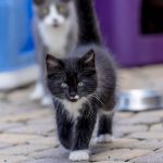 Guide pour choisir les meilleures croquettes pour chaton