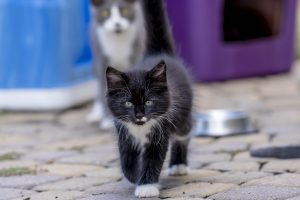 Guide pour choisir les meilleures croquettes pour chaton