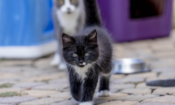 Guide pour choisir les meilleures croquettes pour chaton