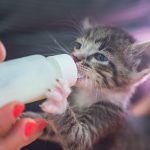 Comment s’occuper d’un chaton non sevré ?