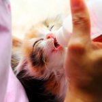 Comment nourrir un chaton orphelin ?