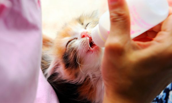 Comment nourrir un chaton orphelin ?
