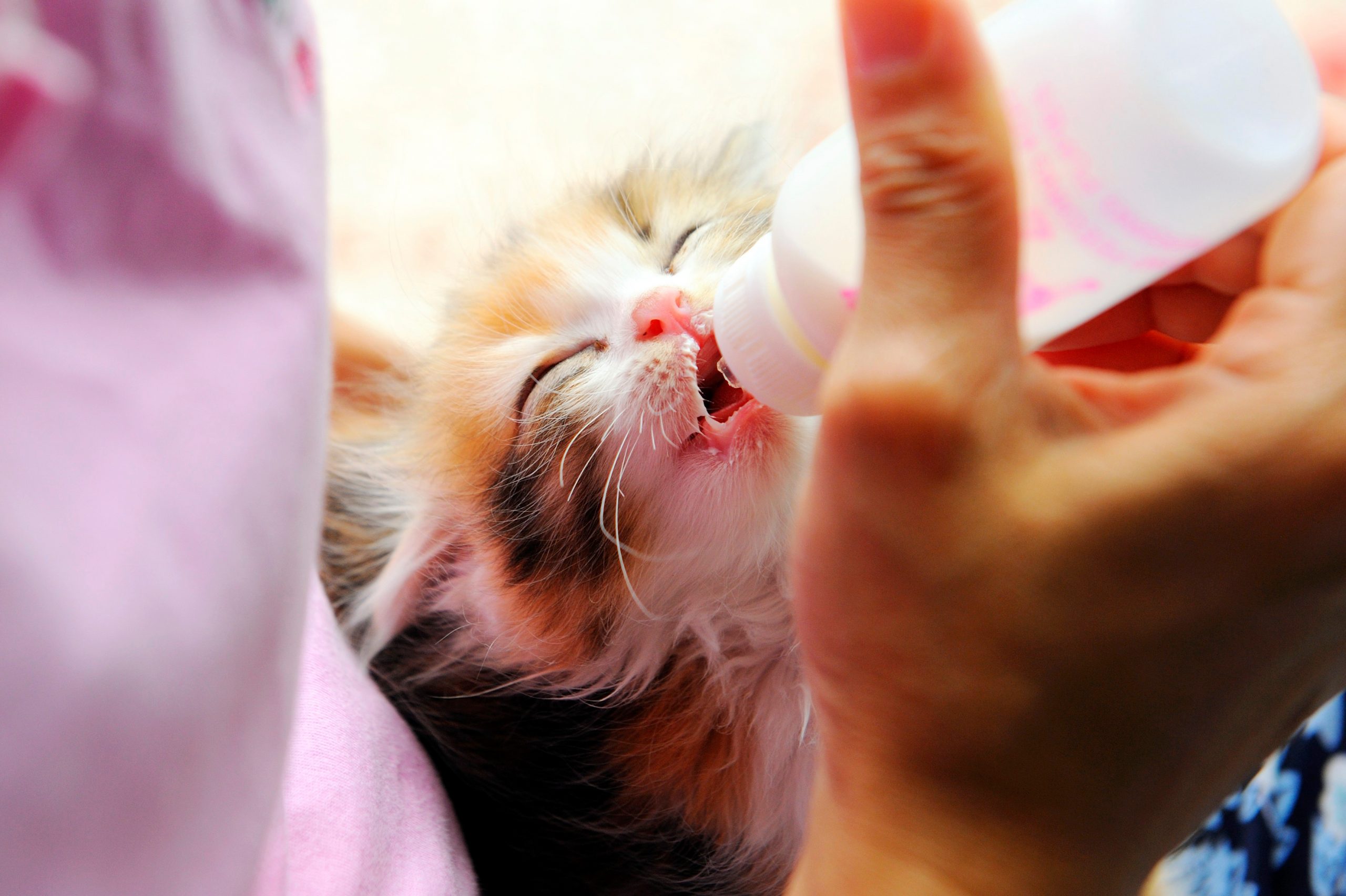 Comment nourrir un chaton orphelin