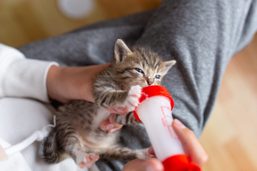 Chaton qui boit au biberon