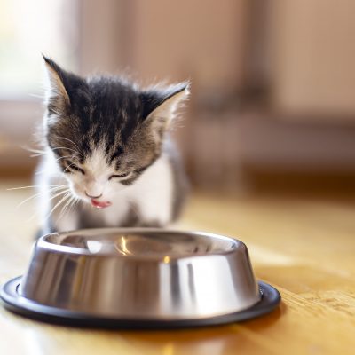 Comment nourrir un chaton à la maison ?