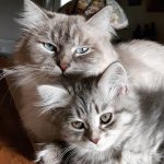 Que couvre une assurance chat ?