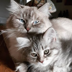 Que couvre une assurance chat ?