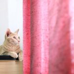 Éduquer son chat à ne pas grimper aux rideaux