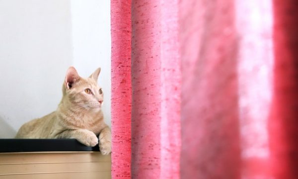 Éduquer son chat à ne pas grimper aux rideaux