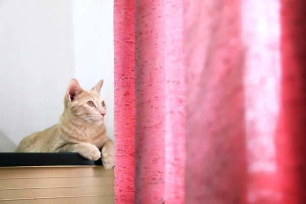Mon chat grimpe aux rideaux : que faire ?