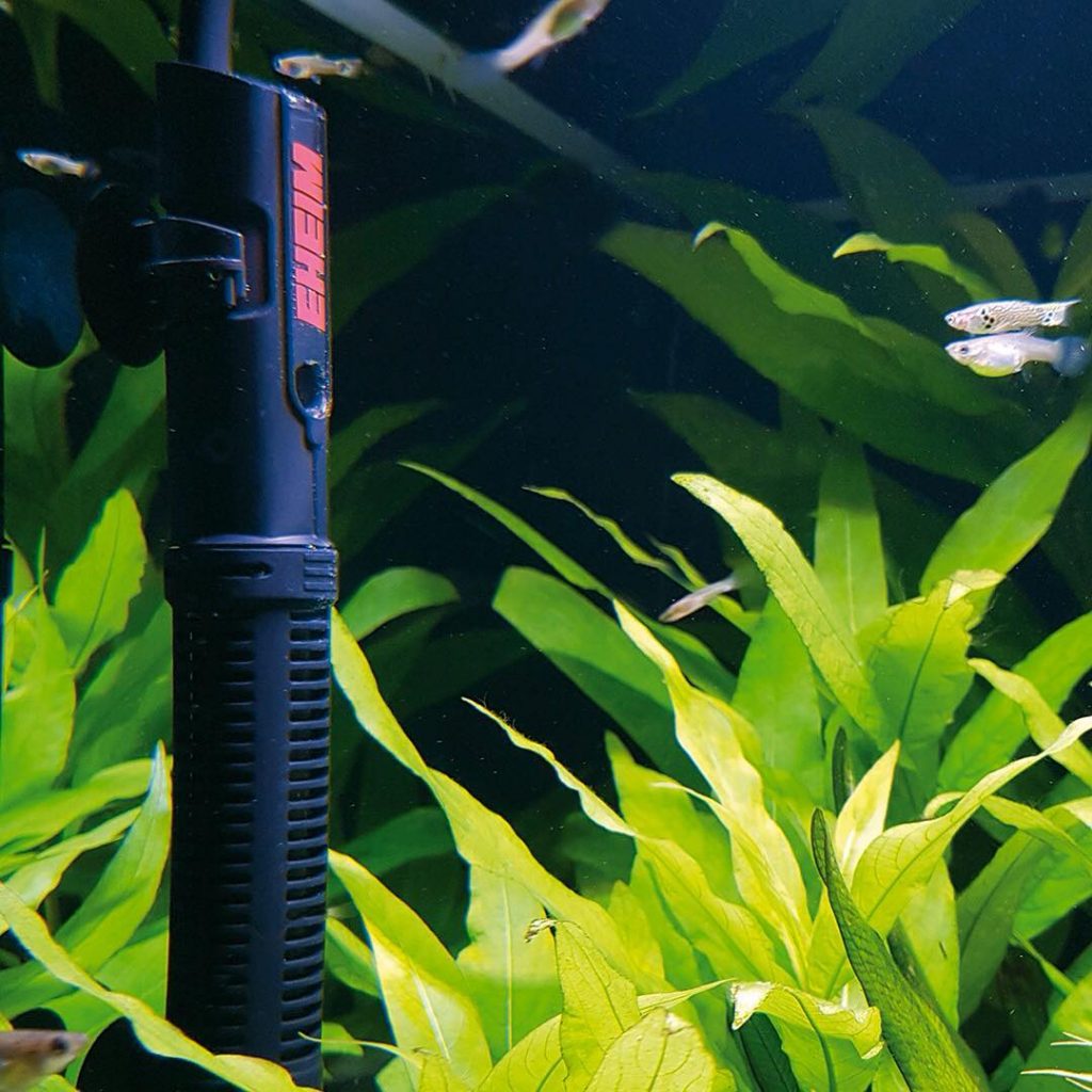 Chauffage pour aquarium conseils, infos et prix — Autourdesanimaux