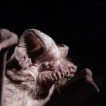 5 Animaux qui chantent