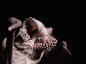 5 Animaux qui chantent