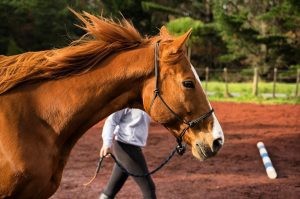 Soins du cheval : comment le soigner au quotidien ?
