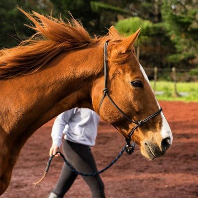 Soins du cheval : comment le soigner au quotidien ?
