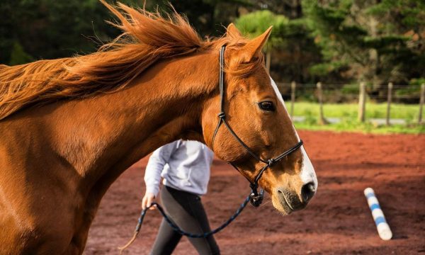 Soins du cheval : comment le soigner au quotidien ?