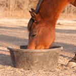Alimentation du cheval: Tout Savoir pour bien le nourrir!
