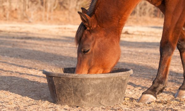 Alimentation du cheval: Tout Savoir pour bien le nourrir!