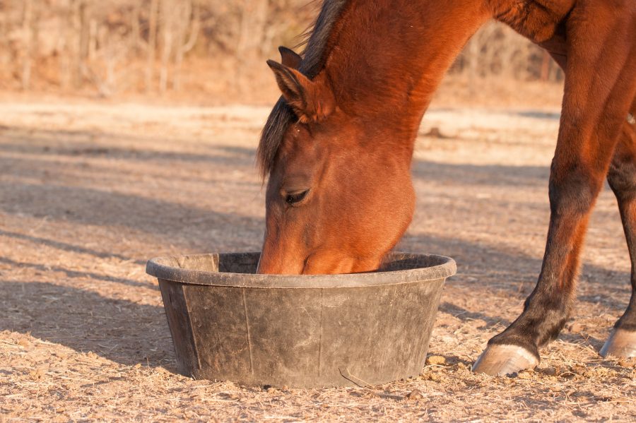 Alimentation du cheval: Tout Savoir pour bien le nourrir!