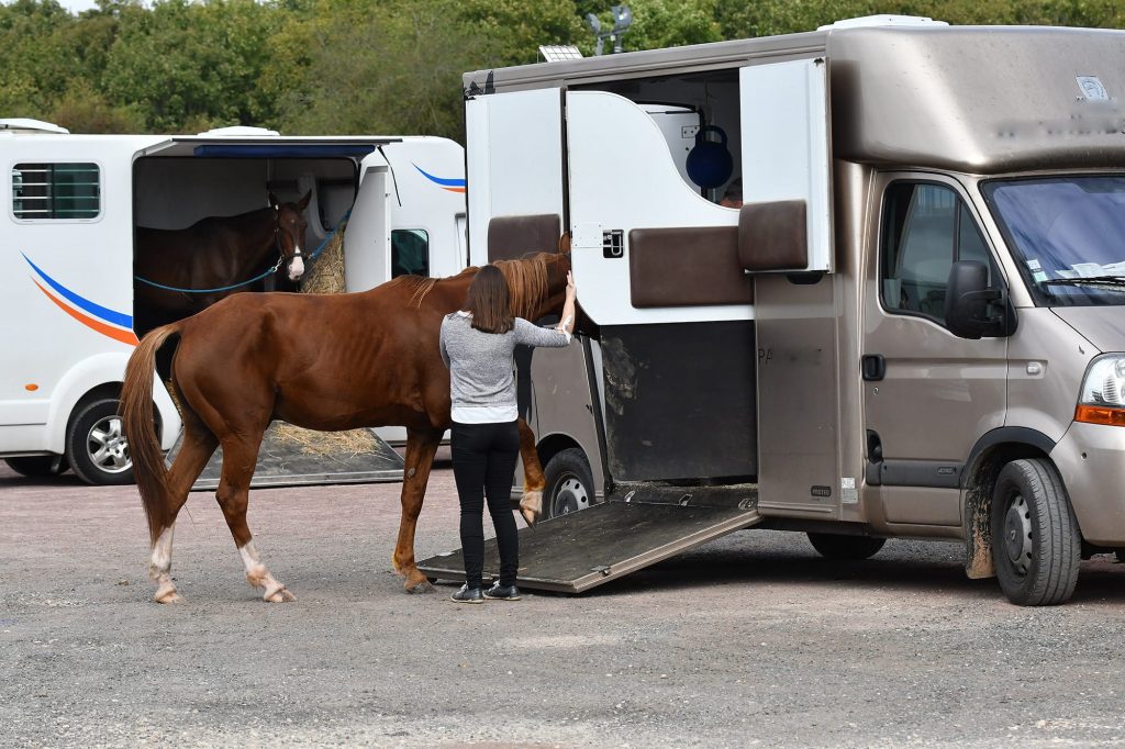 transporter un cheval dans une camionette