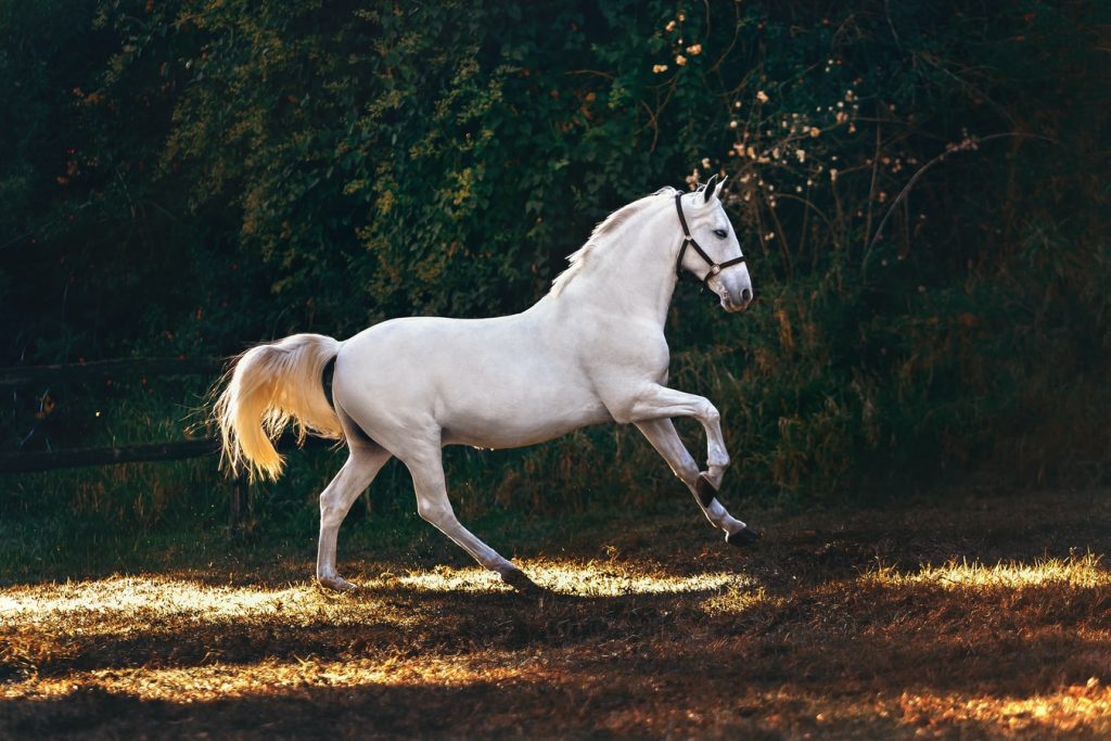 cheval au trot