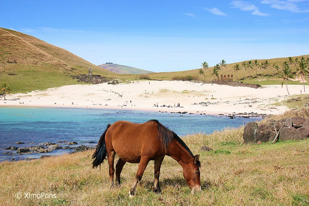 Chevaux dans les prairies de l'île de Pâques