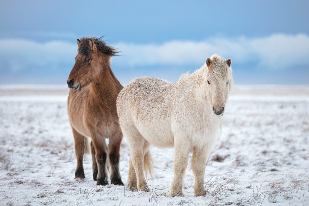 Chevaux islandais