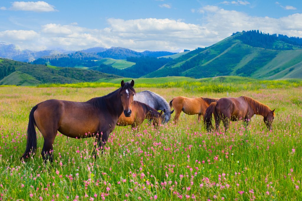 chevaux sauvages