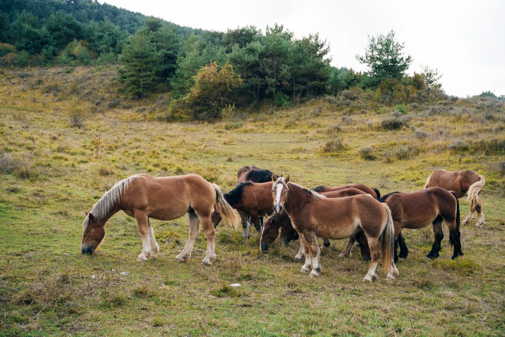 Chevaux sauvages des pyrénées