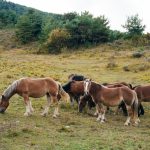 Animaux des Pyrénées: Top 12 des espèces à voir
