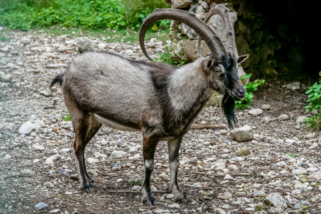 Amigi ou chèvre sauvage crétoise