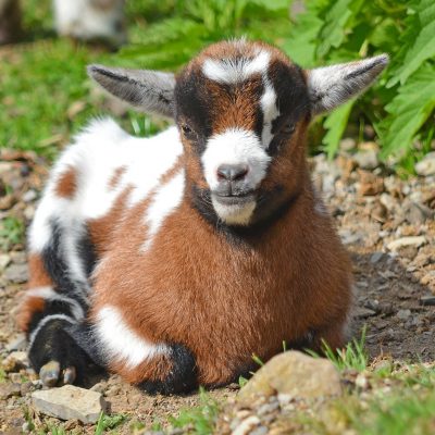 Adopter une chèvre naine : ce qu’il faut savoir